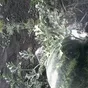 семена арбуза в Уфе и Республике Башкортостан
